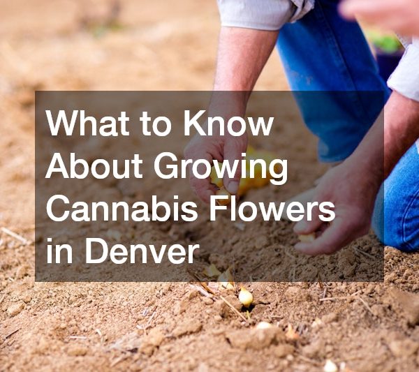 What to Know About Growing Cannabis Flowers in Denver