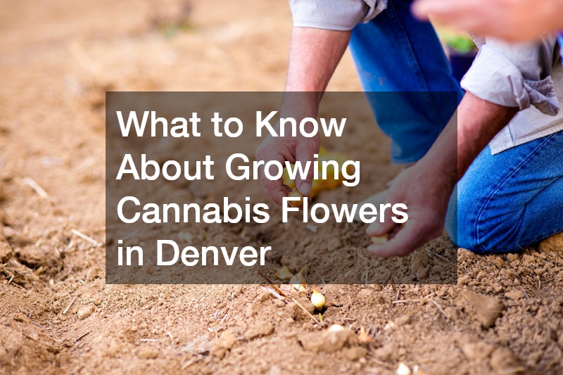 What to Know About Growing Cannabis Flowers in Denver