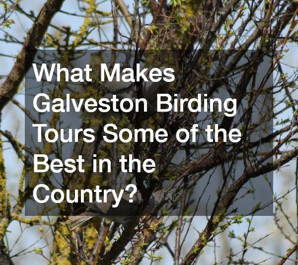 What Makes Galveston Birding Tours Some of the Best in the Country?